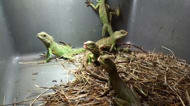 pet lizards at petsmart